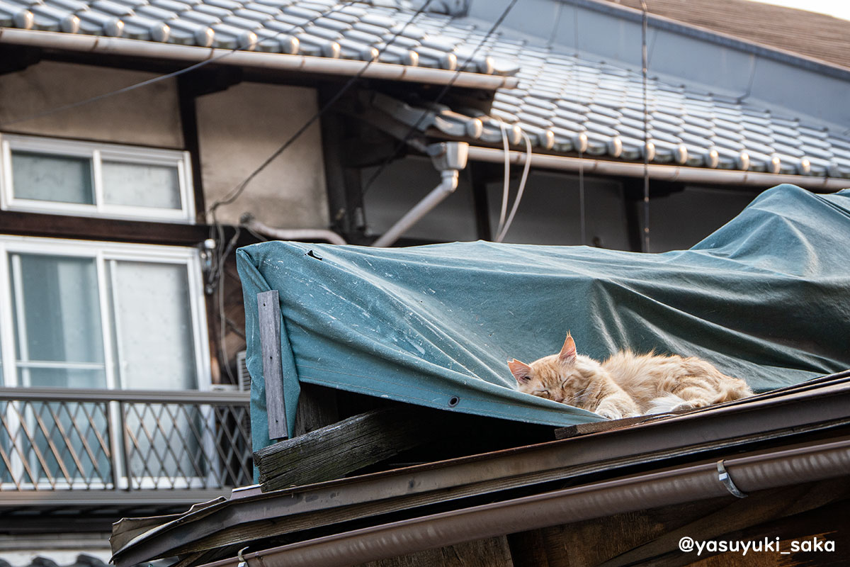 ねこ。