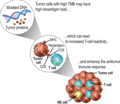 A 2-3
Factors that may influence the 🔥 of CRC?
📌MSS=> Normal state of cells
📌MSI-H=> Mismatch DNA Repair pathway is defective, so cellular DNA harbors many mutations
❓What makes an MSI-H tumor hotter? MSI-H tumors usually have a higher TMB👇👇👇
#CRCTrialsChat #CRCSM