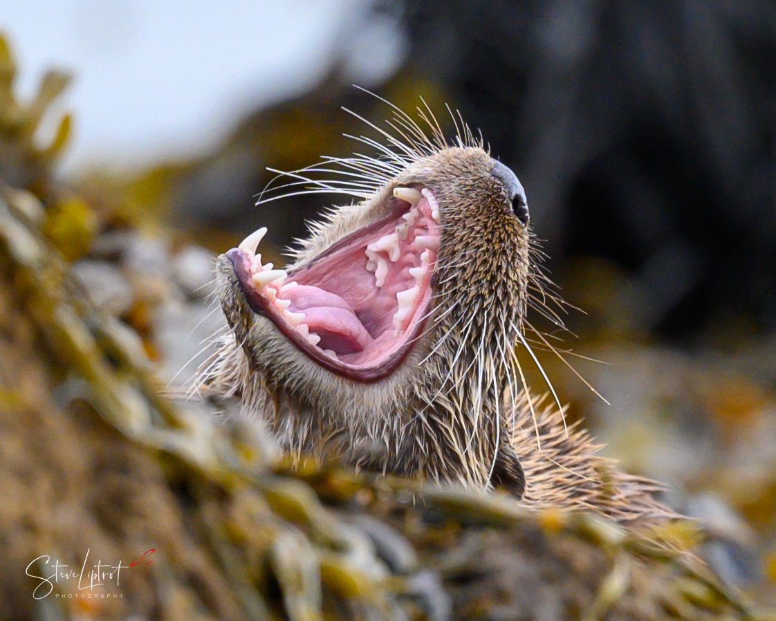 WHEN YOU STAND ON A LEGO BRICK!!!🤬😡🤣
@ThePhotoHour @WildlifeMag @BBCSpringwatch @NikonEurope 
#wildlife #mull #isleofmull #otter