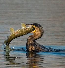 RecFishingEP's tweet photo. Thank you @LinsNorbert for your ❓ to @EU_ENV on growing #cormorant population impact on protected & endangered🐟 species.
➡️https://t.co/EF5S2ZhX27
Looking forwd to the Commission's answer on most recent data & projects on this.
#protectEUfish #birdDirective #predation https://t.co/0sDNI4NqAC