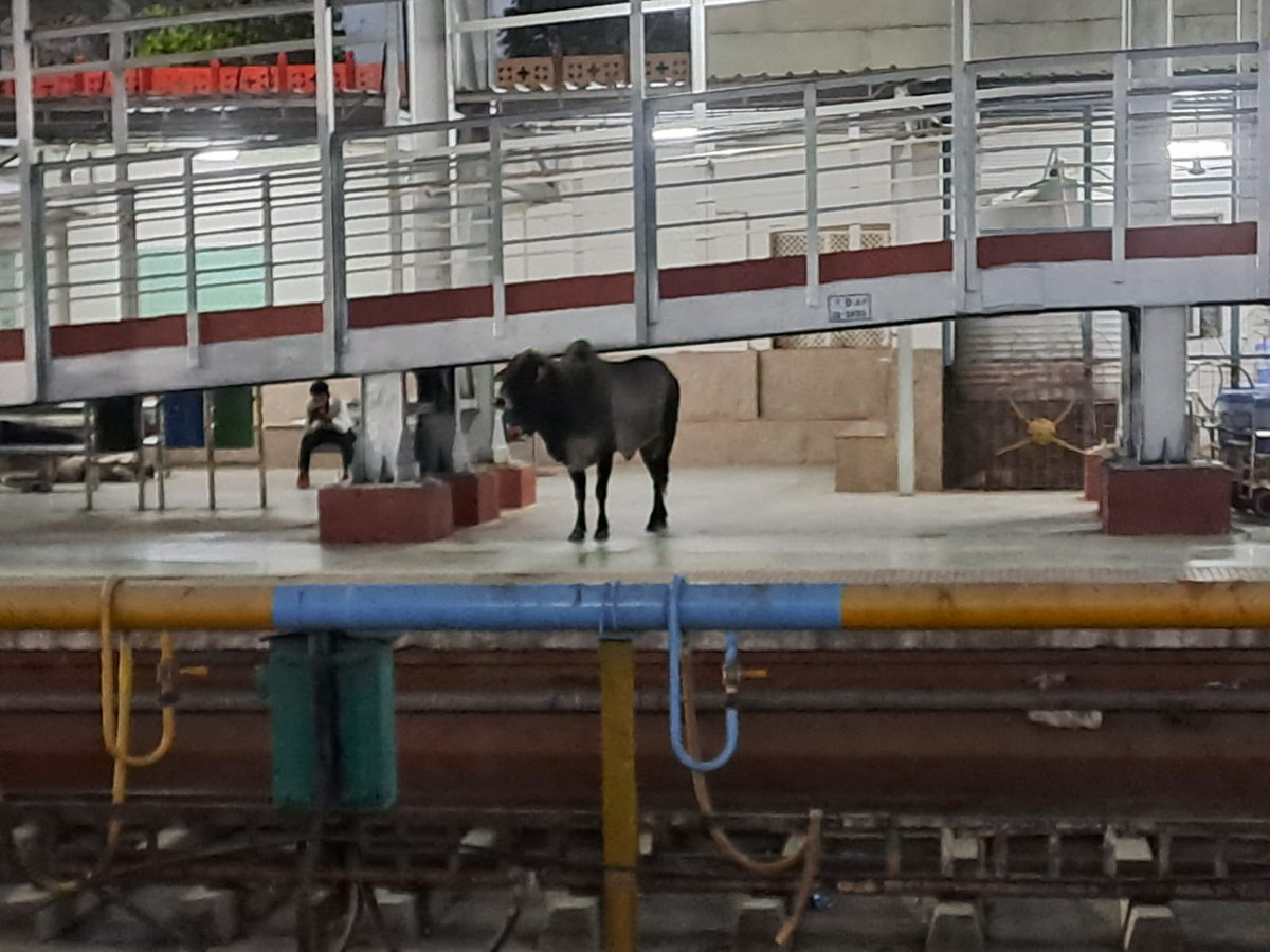 Charchil_Jain's tweet photo. Passengers (Bulls) are waiting for their train to arrive at Chittaurgarh railway station @RailMinIndia @AshwiniVaishnaw @RailwaySeva @WesternRly @Suhelseth https://t.co/hkd8mCZekf