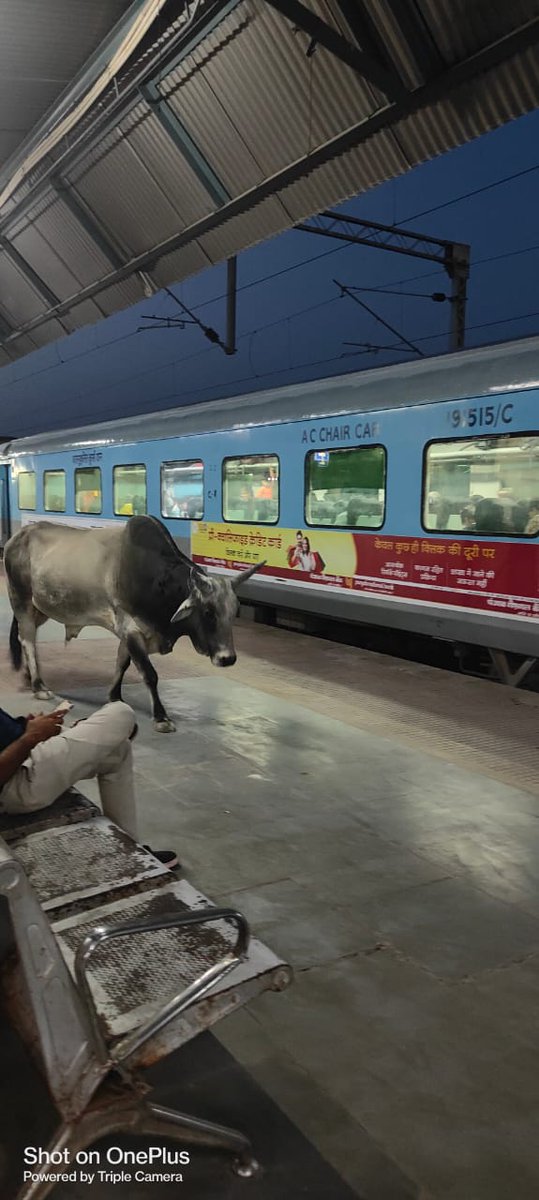 Charchil_Jain's tweet photo. Passengers (Bulls) are waiting for their train to arrive at Chittaurgarh railway station @RailMinIndia @AshwiniVaishnaw @RailwaySeva @WesternRly @Suhelseth https://t.co/hkd8mCZekf