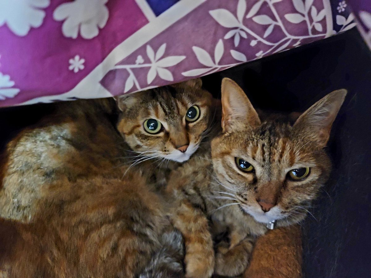 箱の中で二人で眠る、うちのニャンs
アリエッティくらい小さくなって、真ん中に混ざりてぇ〜！！ #猫 https://t.co/6SsOcuzvxW