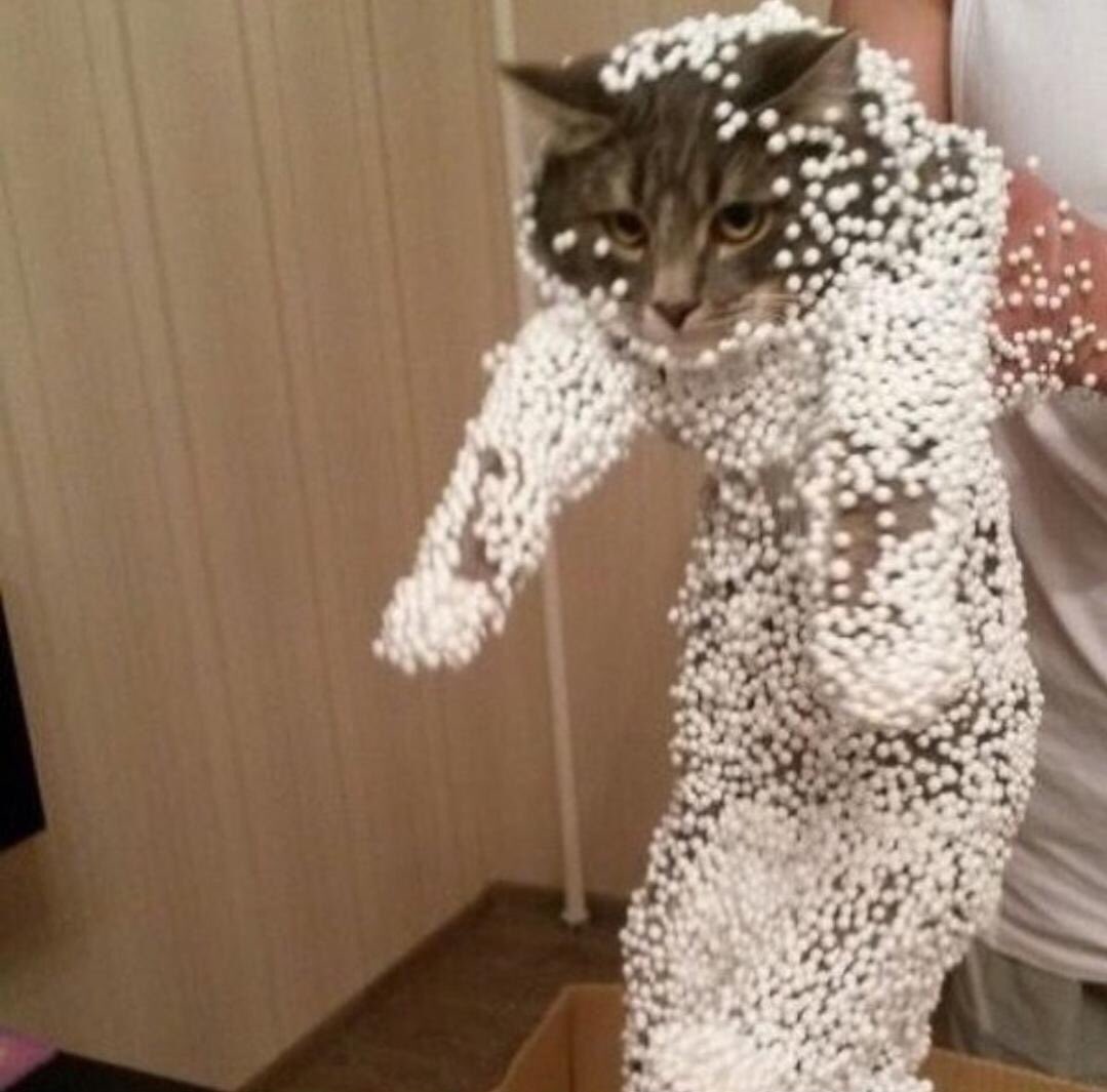 ShouldHaveCat's tweet photo. https://t.co/WREYs4usma
