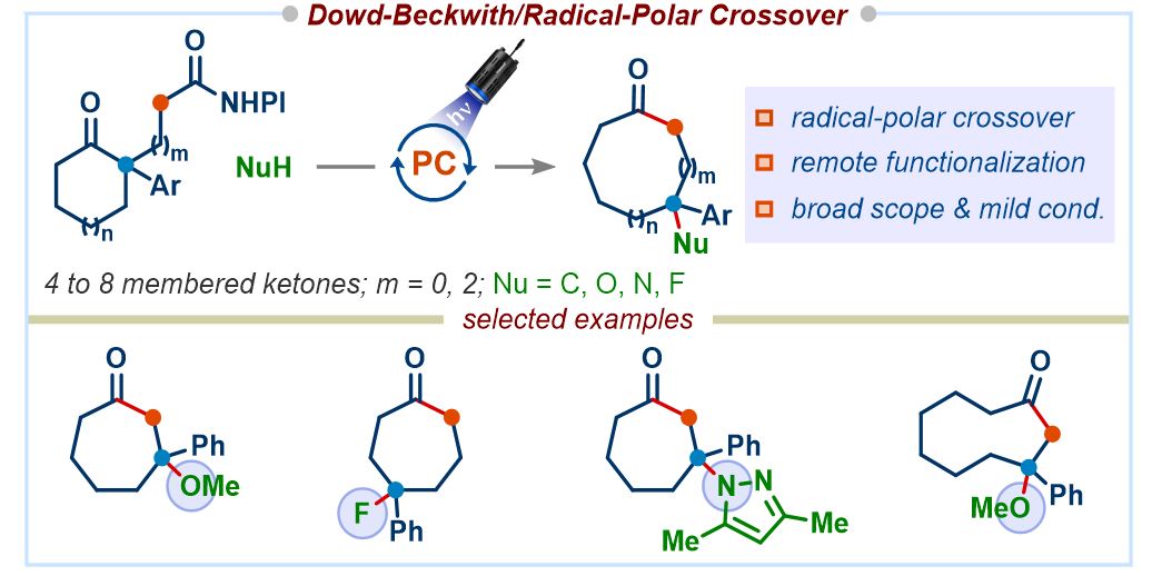 HariGroupIISc's tweet photo. Our photocatalyzed Dowd-Beckwith/RPC reaction allows the functionalization of ring-expanded radicals with nucleophiles to access medium-sized carbocyclic compounds just out in @ChemicalScience
Thank you, @serbonline @iiscbangalore, for the funding.
https://t.co/4cCOFN8gfd https://t.co/WEHR0HX48v