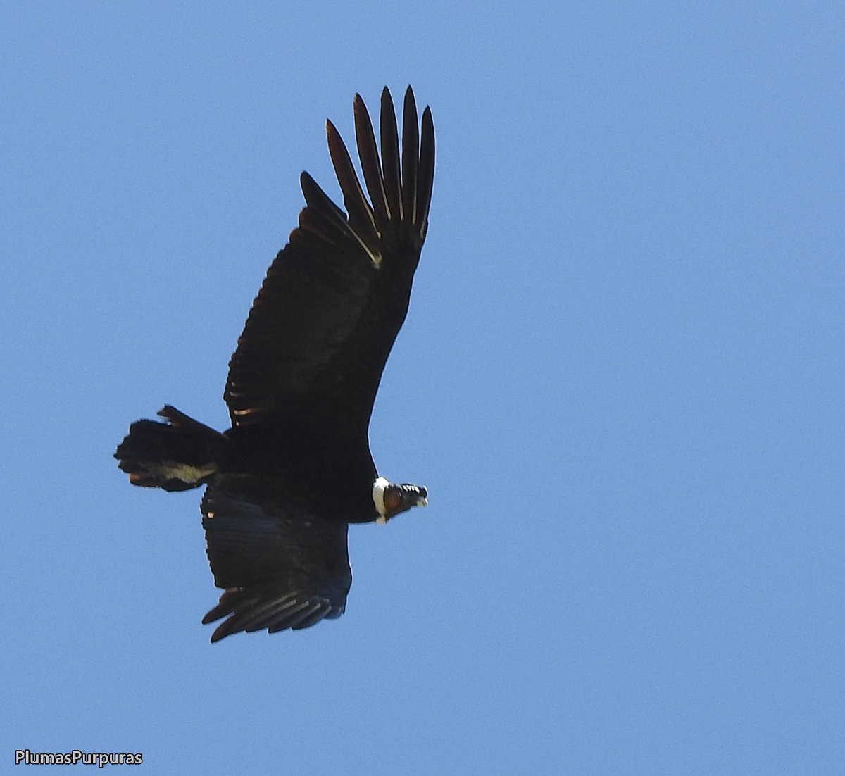 alejandromorici's tweet photo. Cóndor (Vultur gryphus) #ElFilo #Merlo #SanLuis #AvesArgentinas #PlumasPurpuras https://t.co/ngVhNn168k