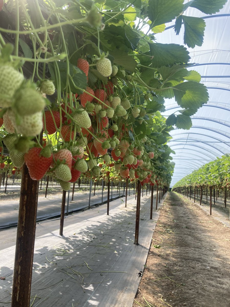AgrovistaUK Fruit tweet media
