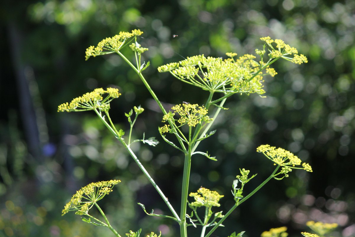 Bruce County spraying for Noxious Weeds starting May 29th. Roadsides being sprayed are Bruce Roads 33, 40, 10, 17, 14, 8, 9, 5, 13 & Grey Bruce Line. It will conclude, weather permitting, July 15th. #brucecounty #noxiousweeds #spraying
FULL STORY: shorelineclassicsfm.com/bruce-county-s…