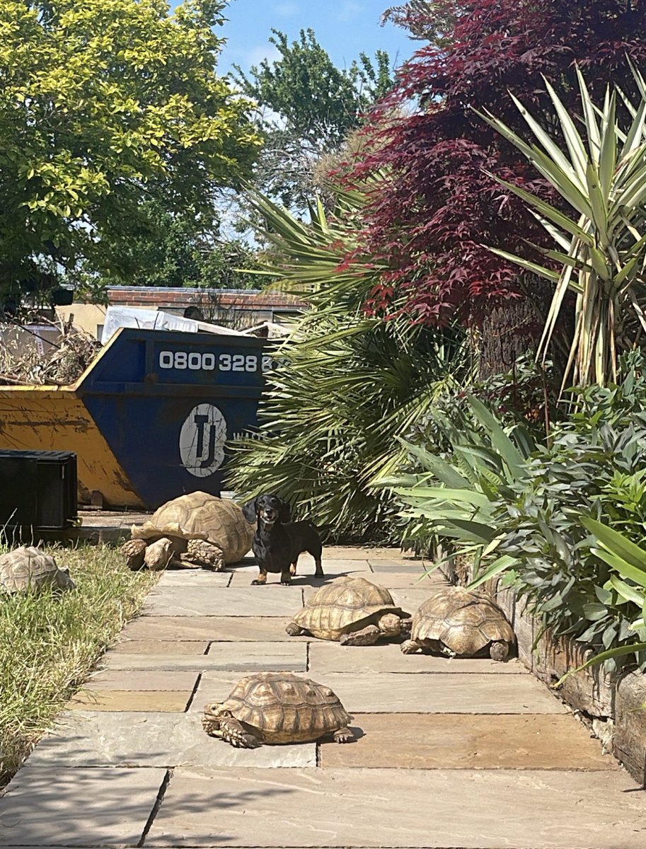 PicklesDexter's tweet photo. Sun’s out the gangs all out 🐢 #squad #gang #tortoise #gianttortoise  #Dachshunds https://t.co/tl1ReoZDRf