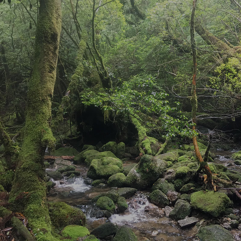 La destination Yakushima est enfin de retour sur Keikaku !

🌳 Réservez votre guide privative sur l'exceptionnelle île de Princesse Mononoké : keikaku.fr/guide-prive/ya…