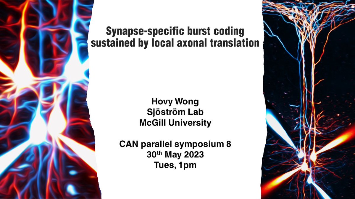 Coming to @CAN_ACN? Join us in the 'Protein Synthesis in Brain Health and Disease' session,Tues 30th @ 1pm! Hosted by @pj_sjostrom @cyril_hanus, Ning Cheng @UCalgary, @BardoniEquipe & I will talk about local translation, memory, receptor mod, FXS & more! Back to ppt prep now🙃