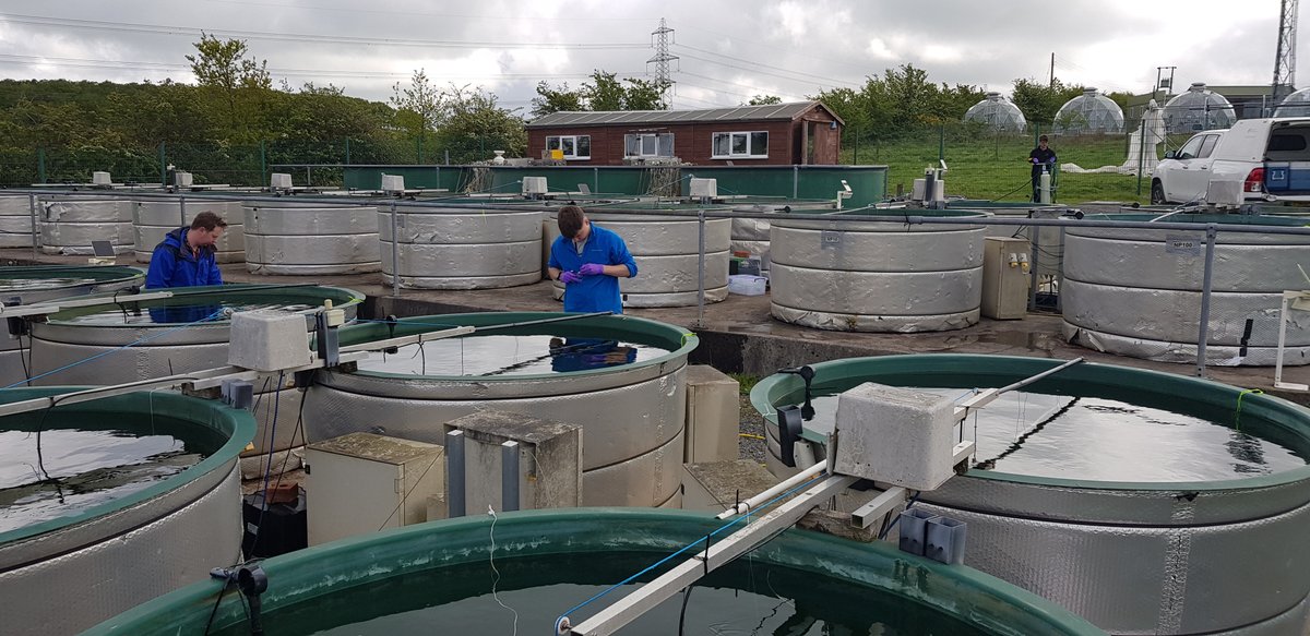 The UKCEH #mesocosm experiment on N:P ratios is in full swing and delivers great data so far. Looking forward to welcome our #aquacosm TA users.
<a href="/Chen_group/">Yin Chen</a> <a href="/deepakkumar3san/">Deepak Kumaresan</a> <a href="/HelenRKettle/">Helen Kettle</a> <a href="/RichardPuxty1/">Richard Puxty</a> <a href="/WarwickLifeSci/">Life Sciences</a> <a href="/plant_soil/">Plant-Soil Interactions Lab</a> <a href="/DrJoeDTaylor/">Joe Taylor</a> @SteveThackeray @DrEllie_Mackay