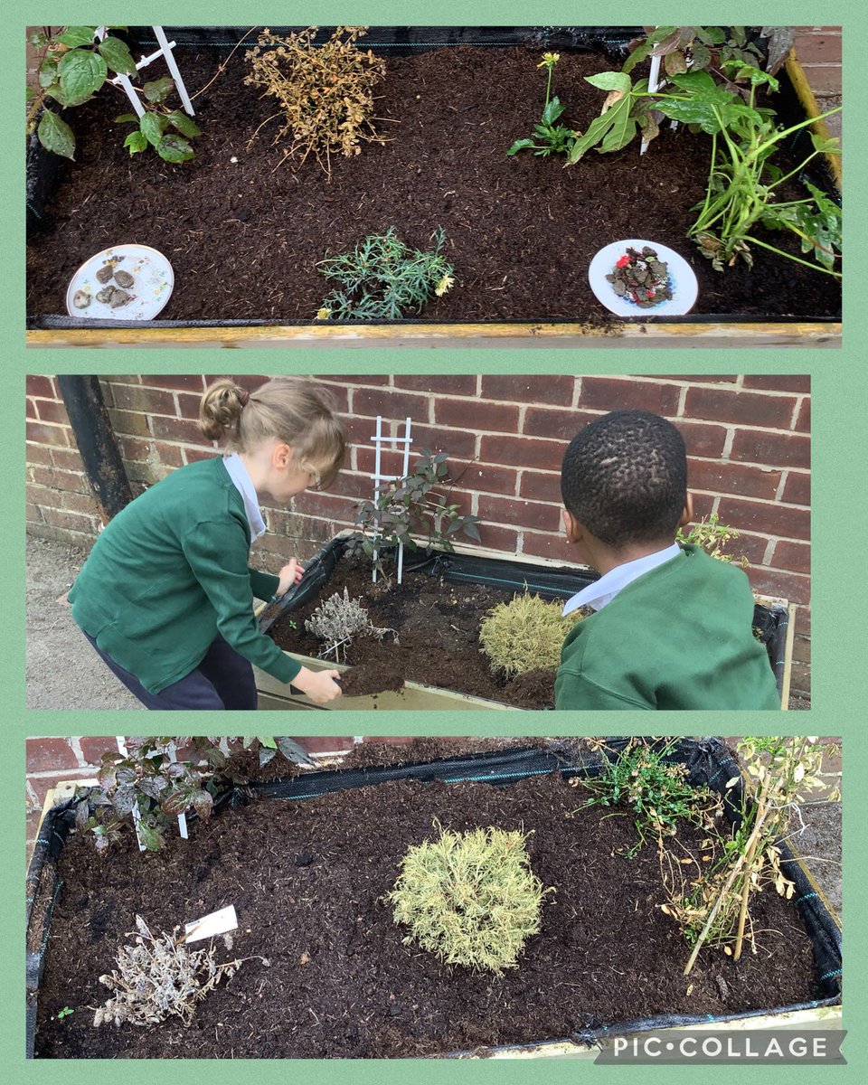 Mrsaspinall1's tweet photo. As #StBedesWeek continues we have been busy clearing planters and making them bee friendly by planting flowers and spreading wild flower seeds all donated by parents and @wlhowarth @2142Bury @Tesco. We look forward to seeing bees enjoy a tea party! #sjsbCLM #sjsbRE #sjsbScience https://t.co/UwxneHi3yq