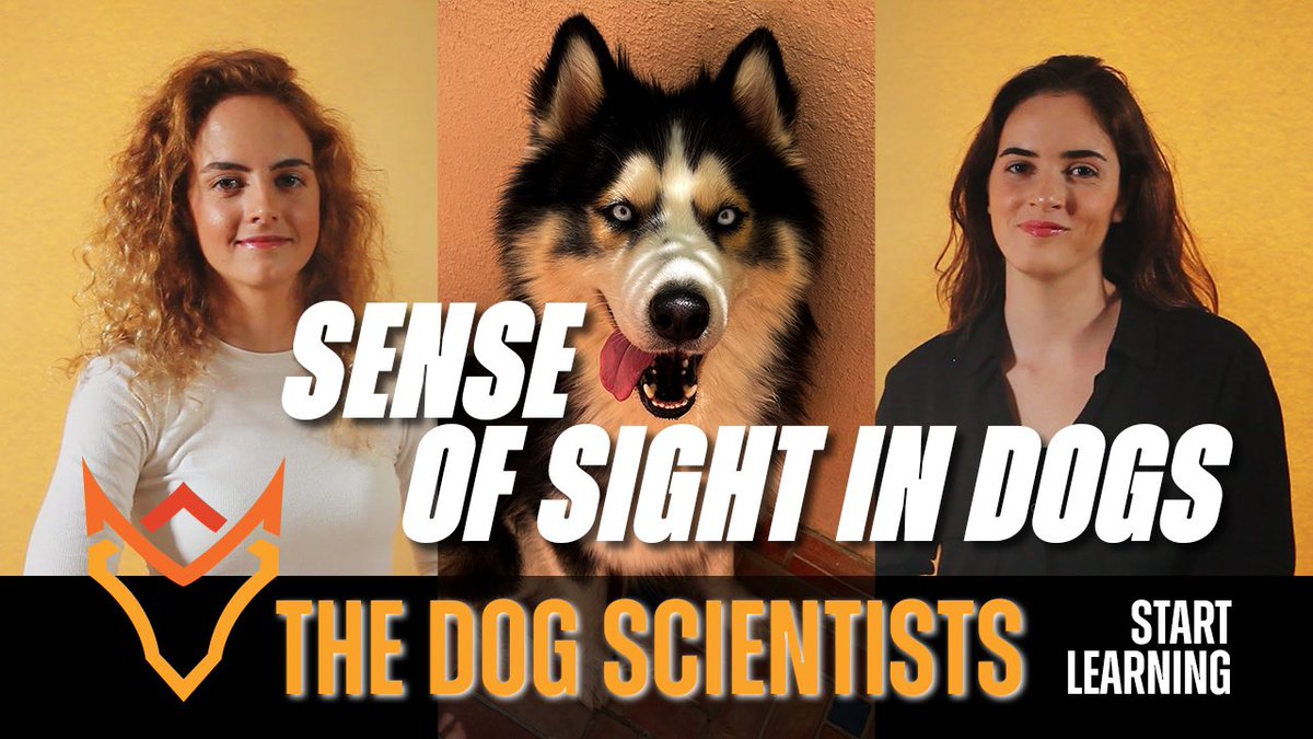 We have a new YouTube video out on the sense of sight in dogs! There are actually some fascinating differences between dog and human vision. Check it out, if you want to learn more!!

#dogsoftwitter #senseofsight #caninescience