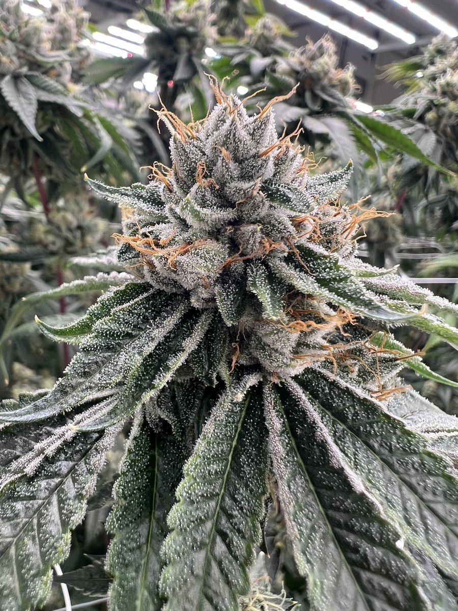 Mjgas50's tweet photo. No words 🤐
#floatgenetics #genetics #geneticlibrary #led #legacyfarmer #legacy #mjgas #cannabis #flower #socal #pheno #phenohunter #strains #strain #selections #boutique #keepersoftheflame https://t.co/fXrpODOA3A