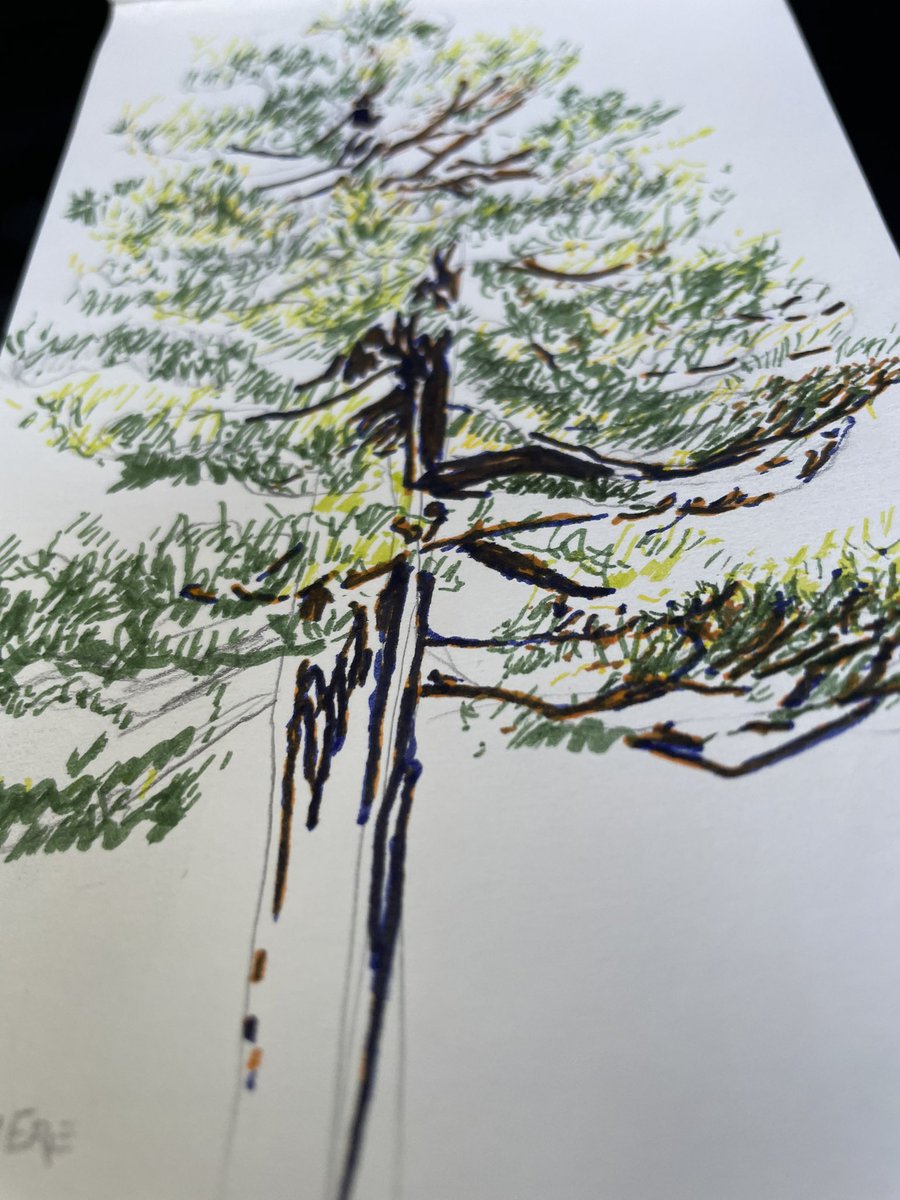 sketchbook trees