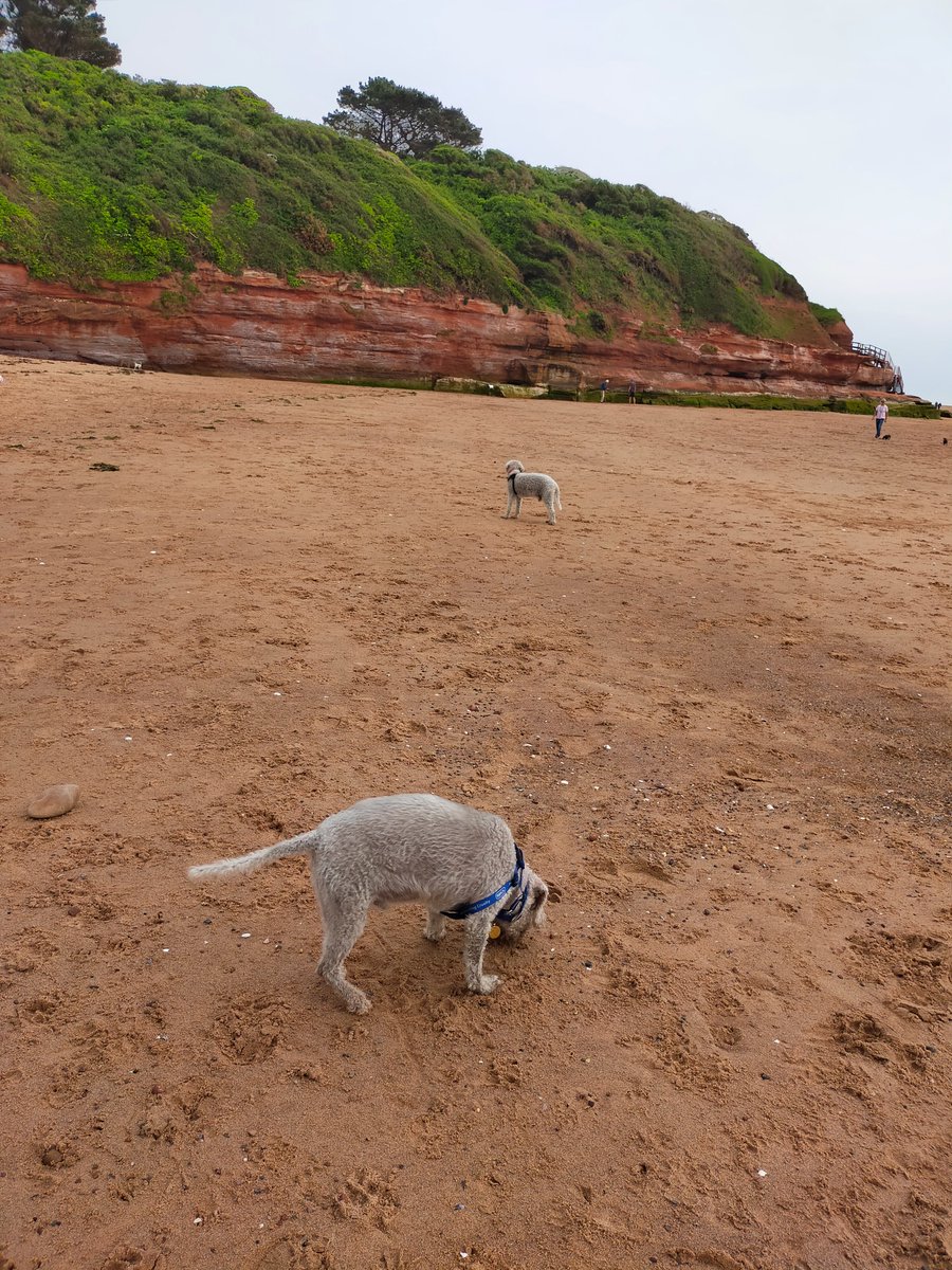 elaineccline's tweet photo. Skipper enjoyed #OrcombePoint #Exmouth today. #dogsoftwitter #dog #DogsOnTwitter #dogsarefamily #doglo https://t.co/I25M3H7Os4