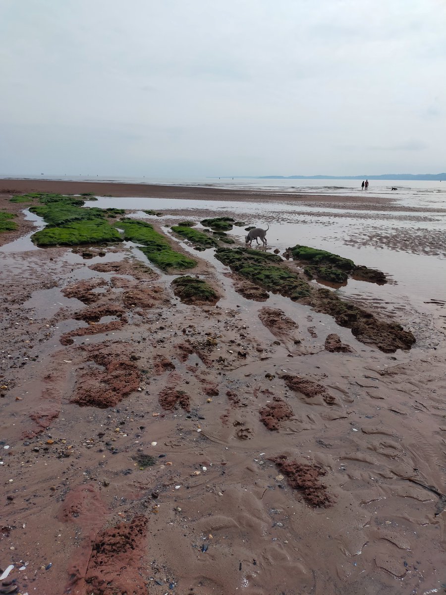 elaineccline's tweet photo. Skipper enjoyed #OrcombePoint #Exmouth today. #dogsoftwitter #dog #DogsOnTwitter #dogsarefamily #doglo https://t.co/I25M3H7Os4