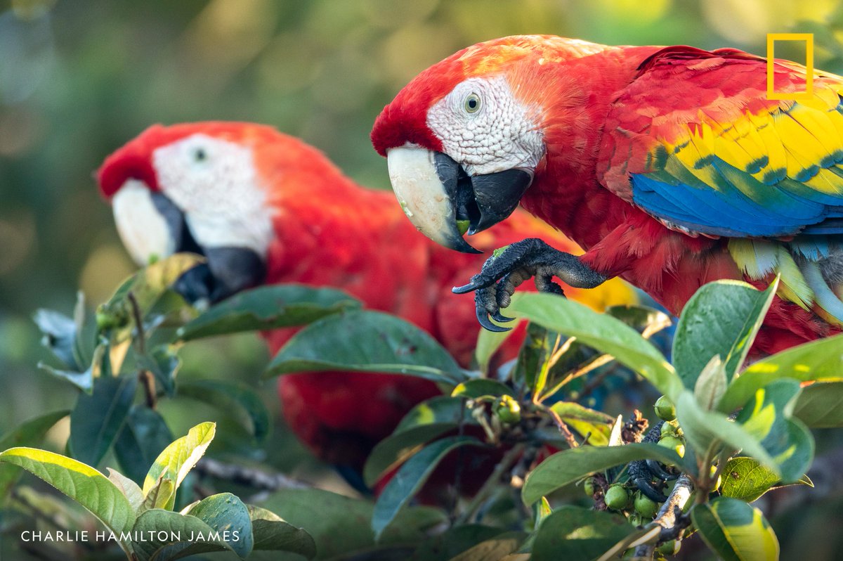 Scarlet macaws feed on wild almond trees, Osa Peninsula, Costa Rica.
