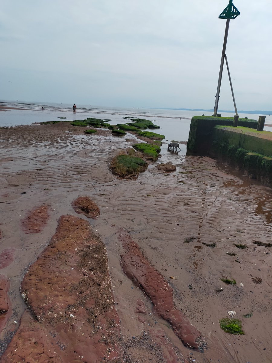 elaineccline's tweet photo. Skipper enjoyed #OrcombePoint #Exmouth today. #dogsoftwitter #dog #DogsOnTwitter #dogsarefamily #doglo https://t.co/I25M3H7Os4