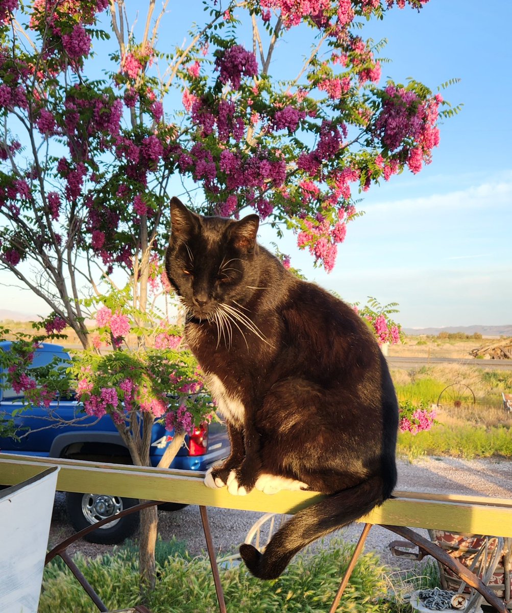 lffalconer's tweet photo. My beautiful boy Bodie basking in the morning sun.
#nevad https://t.co/v7KCuOnTEd