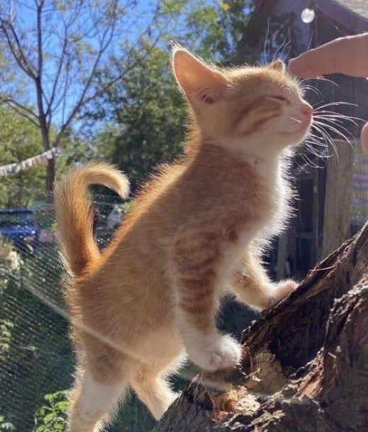 Curated Pieces tweet media