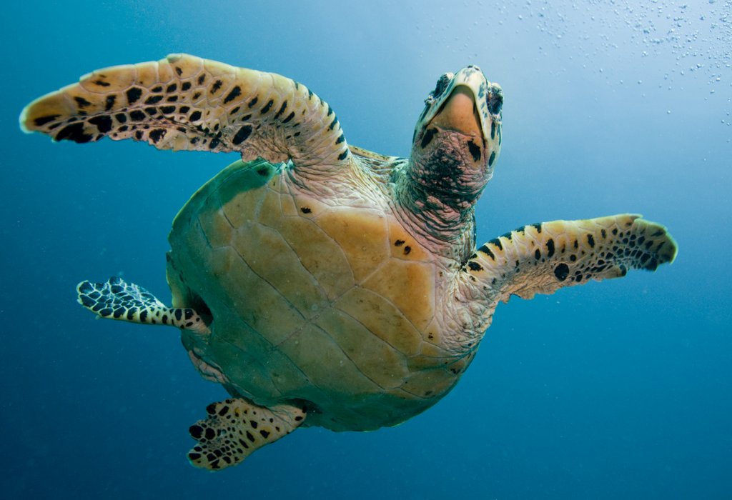 🐢 Happy #WorldTurtleDay! 🌎 Support our collaboration with @SEEturtles in protecting sea turtles and their habitats. Celebrate and protect these remarkable creatures today! 🌊💙 #TurtleConservation