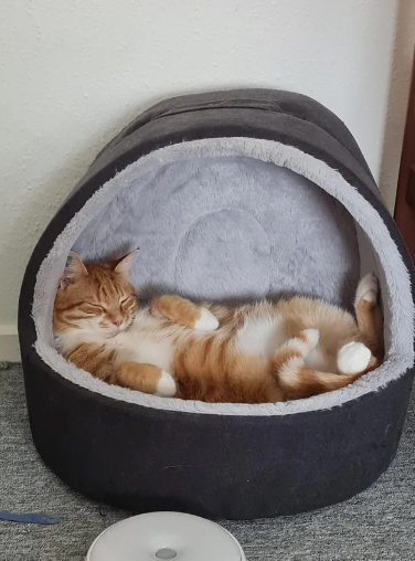 I must be doing something right for him to be so comfortable via reddit.com/r/catbellies/c…