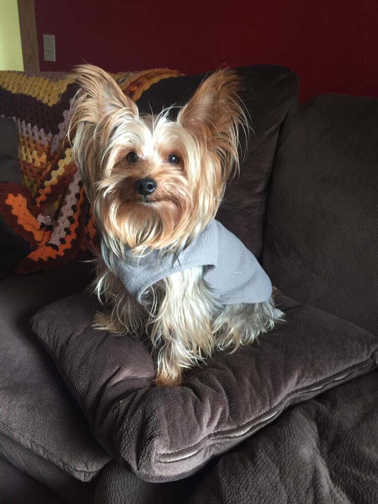 CuteYorkiesPics's tweet photo. York in a vest. #yorkies #dogsoftwitter #cute https://t.co/NGvPSqG3ba