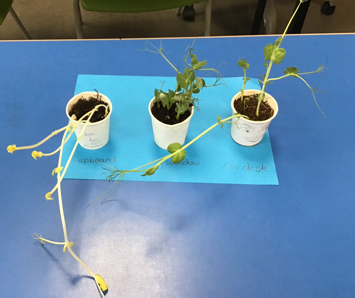 Look at the similarities and differences of these! Loved that @LeicsSCITT were excited to show me photographs of their pea plants ! @SandfieldClose