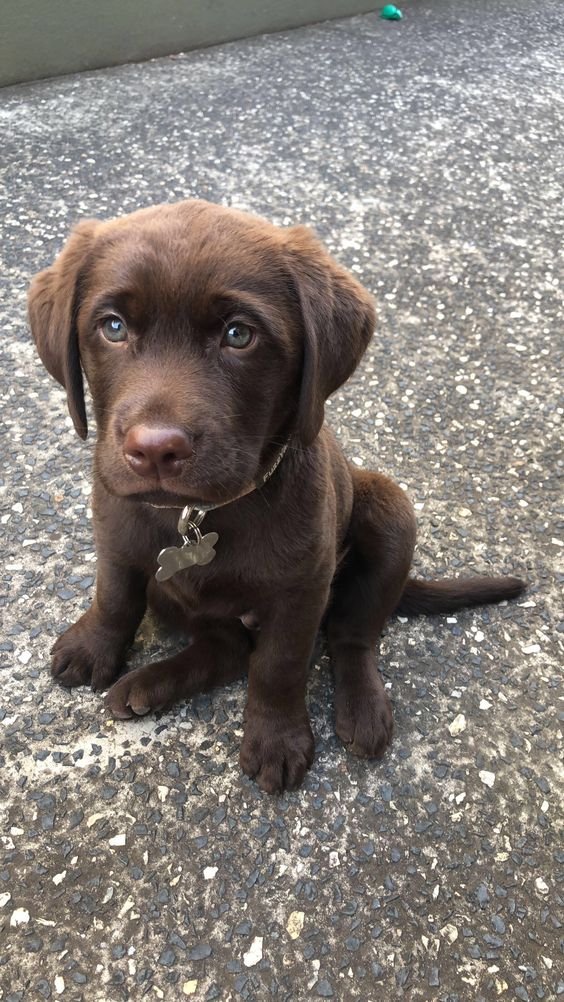 BestForPets4's tweet image. Sad stories won&apos;t bring me down! 🐾 Every morning is a fresh start and a chance to make the most of our day! 🌞 Happy Tuesday, let&apos;s make it count! #dogsoftwitter #DogLover  #TuesdayThoughts