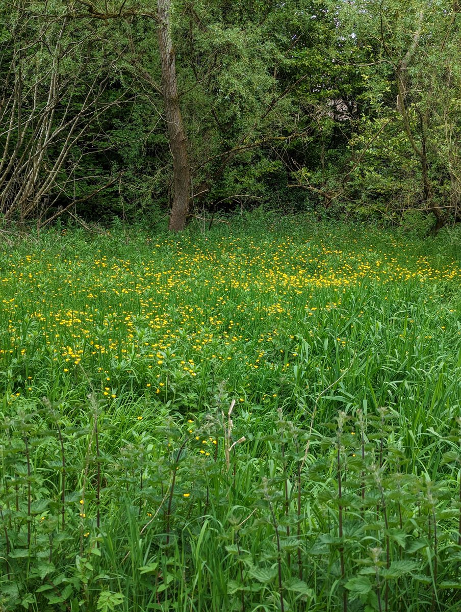 ooxSweetsxoo's tweet photo. Lovely walk around the duckpond this morning 🥰 there was a choir of #birdsong keeping me company 🐦🎶😆 #kiltonga #nature #reserve #wildlife #ducks #feelinggood #hiddengem #NorthernIreland https://t.co/7HmjXIeOZt