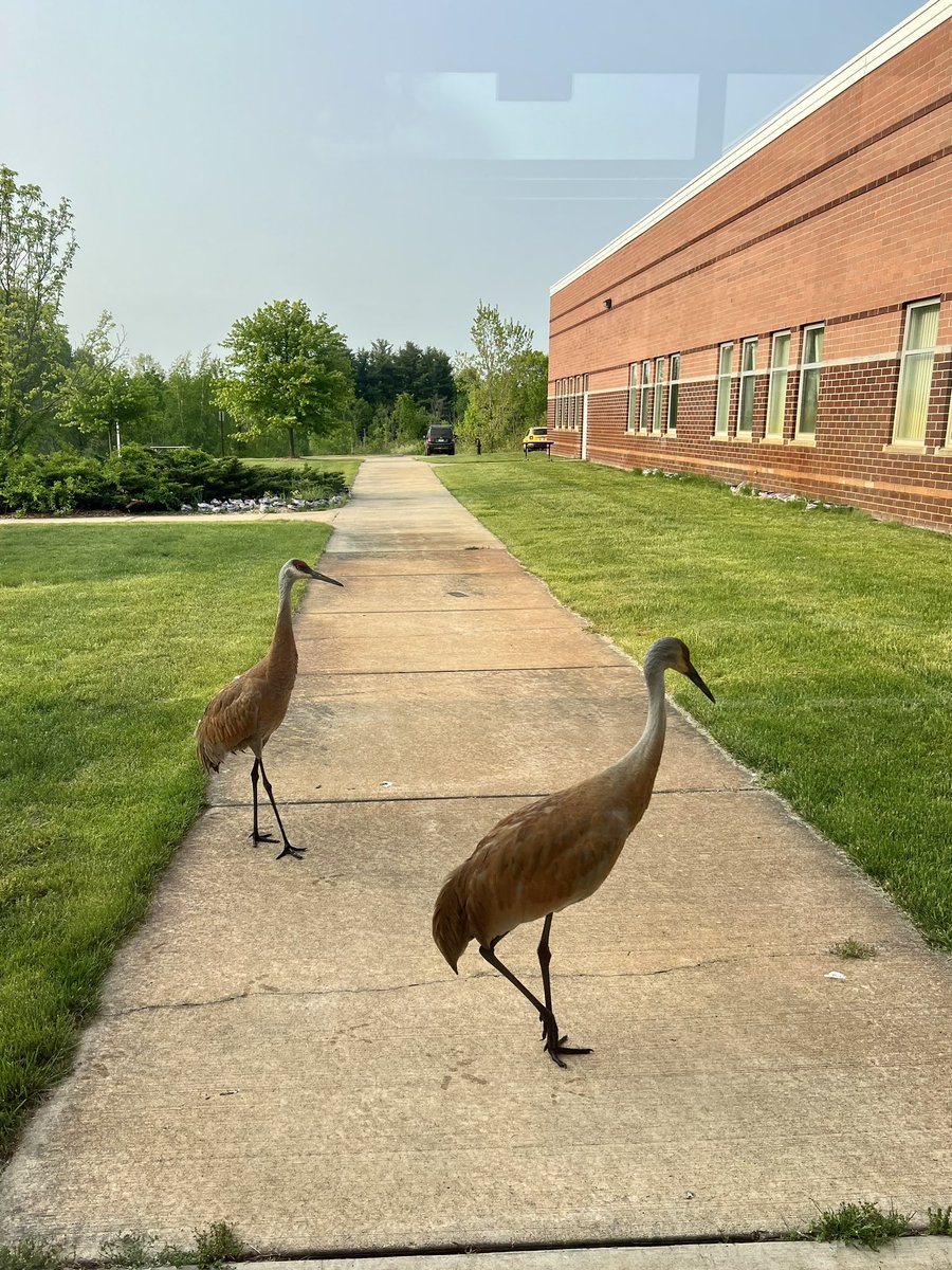 Lunchtime fun in the MC. And our morning friends, the Sandhill Cranes that I’ve affectionately named, Novel and Read. <a href="/Oakview_MS/">Oakview MS</a>  <a href="/LkOrionSchools/">Lake Orion Community Schools</a>