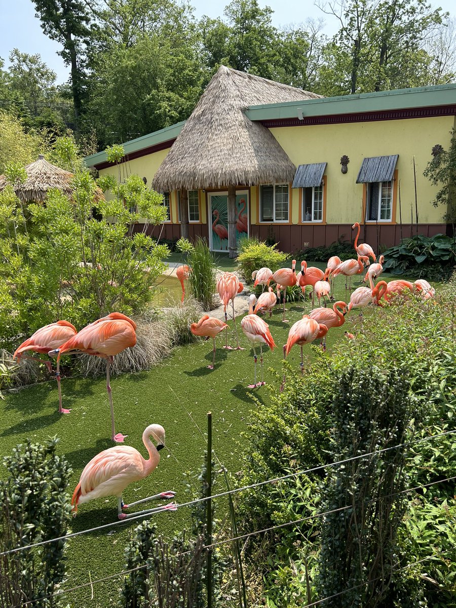 MissLoCascio's tweet photo. @MsCartierRBPS Some of your old friends were so excited to see your favorite animal ! 🦩 https://t.co/LeLO7HWwXT