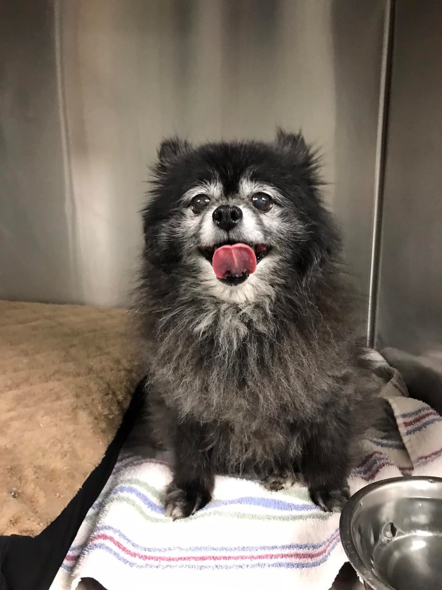 Does anyone recognize this pup? This pup was found on Hampshire Street near the Salem NH boarder on Tuesday May 23rd.

If you know where this dog belongs please contact Methuen Animal Control at 978 983 8670