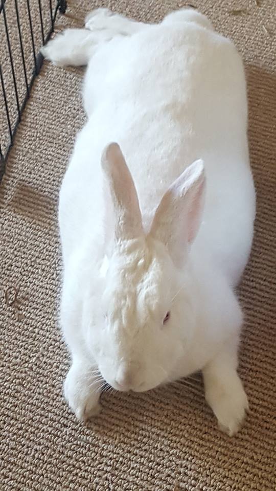 Noah Smith 🐇🇺🇸🇺🇦🇹🇼 tweet media