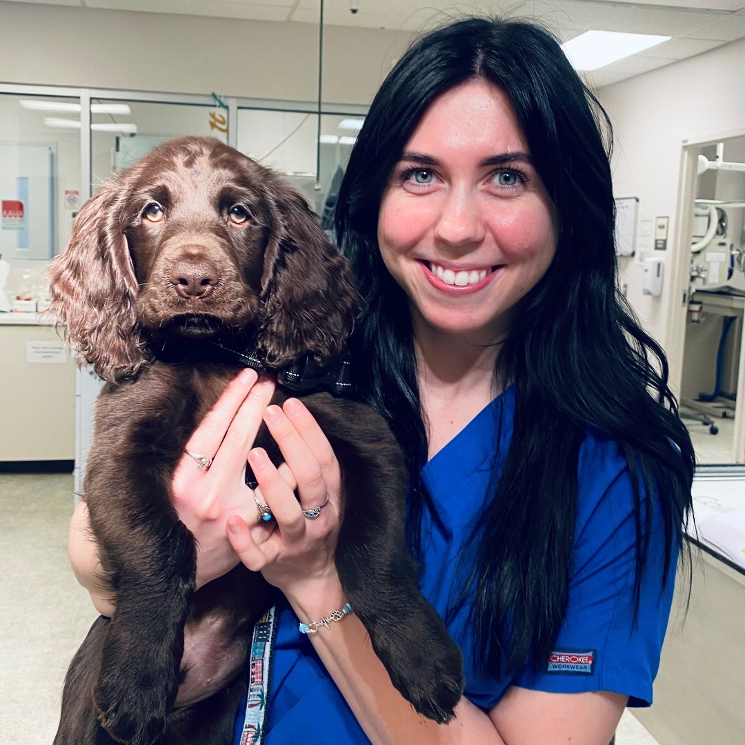 MedDistVetIL's tweet photo. We love how 12-week-old Boykin spaniel Winston shines with #VetAssistant Sam during an office visit to #MedicalDistrictVetClinic. 😍 #HairGoals https://t.co/pJKoz8Qpzi