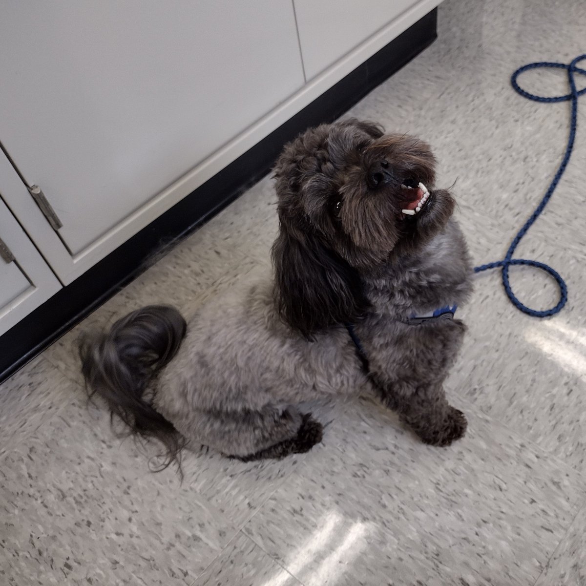 centrecodogs's tweet photo. We were thrilled to have Marty as the first new study participant of 2023! If you are interested in having your dog participate in a study of dog behavior, cognition, and biology, find out more at https://t.co/JZAYUzKjPc. https://t.co/5VyaHQPjkQ