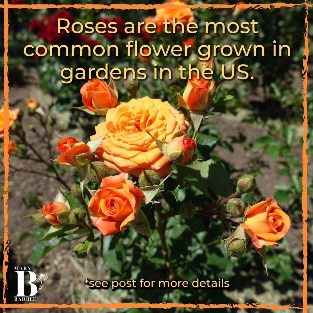 MaryBBarbee's tweet photo. Roses are the most common flowers in gardens in 19 states, followed by Sunflowers in 6 states! In 4 states, the most common flowers grown are Daffodils, Hydrangeas, and Peonies.

*found at https://t.co/k38W1YJqf2

#flowers #funfacts #readingcommunity #bookcommunity #gardening https://t.co/sjiEjUMiws