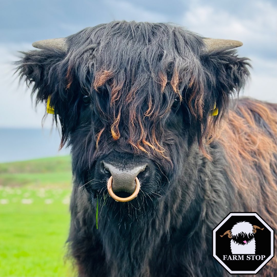 🖤🐮 HAPPY COOSDAY FROM INNIS!🐮🖤

Innis, Iona’s calf born last August has recently had his nose pierced to get his bull ring! 
He’s also got his summer highlights 😍 

🐮 farmstop.co.uk 🐮 

#farmstop #farmstopaberdeenshire #highlandcow #cowlove #coosday #happycoosday