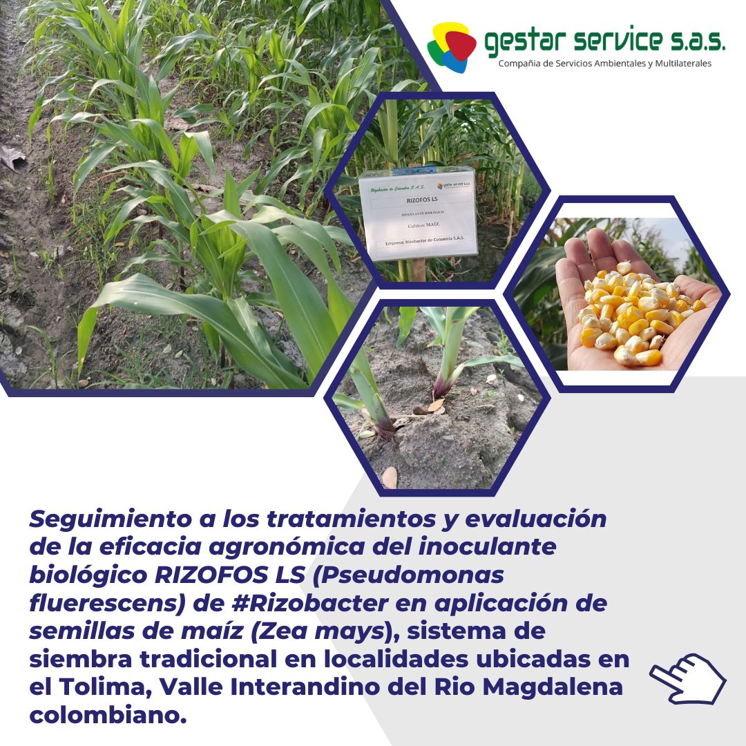 gestarservice's tweet photo. Ensayo de eficacia agronómica del inoculante biológico RIZOFOS LS en cultivo de maíz 🌽🌽🌽

🌱 Sin Cobertor-R
🏞️ Zonas agroecológicas del Tolima, Valle Interandino del Rio Magdalena colombiano.
@RizobacterARG 
#inoculante #biotecnología #agriculturasostenible https://t.co/JCWdQ89QHj