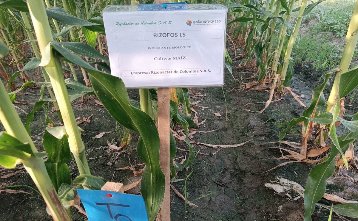 gestarservice's tweet photo. Ensayo de eficacia agronómica del inoculante biológico RIZOFOS LS en cultivo de maíz 🌽🌽🌽

🌱 Sin Cobertor-R
🏞️ Zonas agroecológicas del Tolima, Valle Interandino del Rio Magdalena colombiano.
@RizobacterARG 
#inoculante #biotecnología #agriculturasostenible https://t.co/JCWdQ89QHj