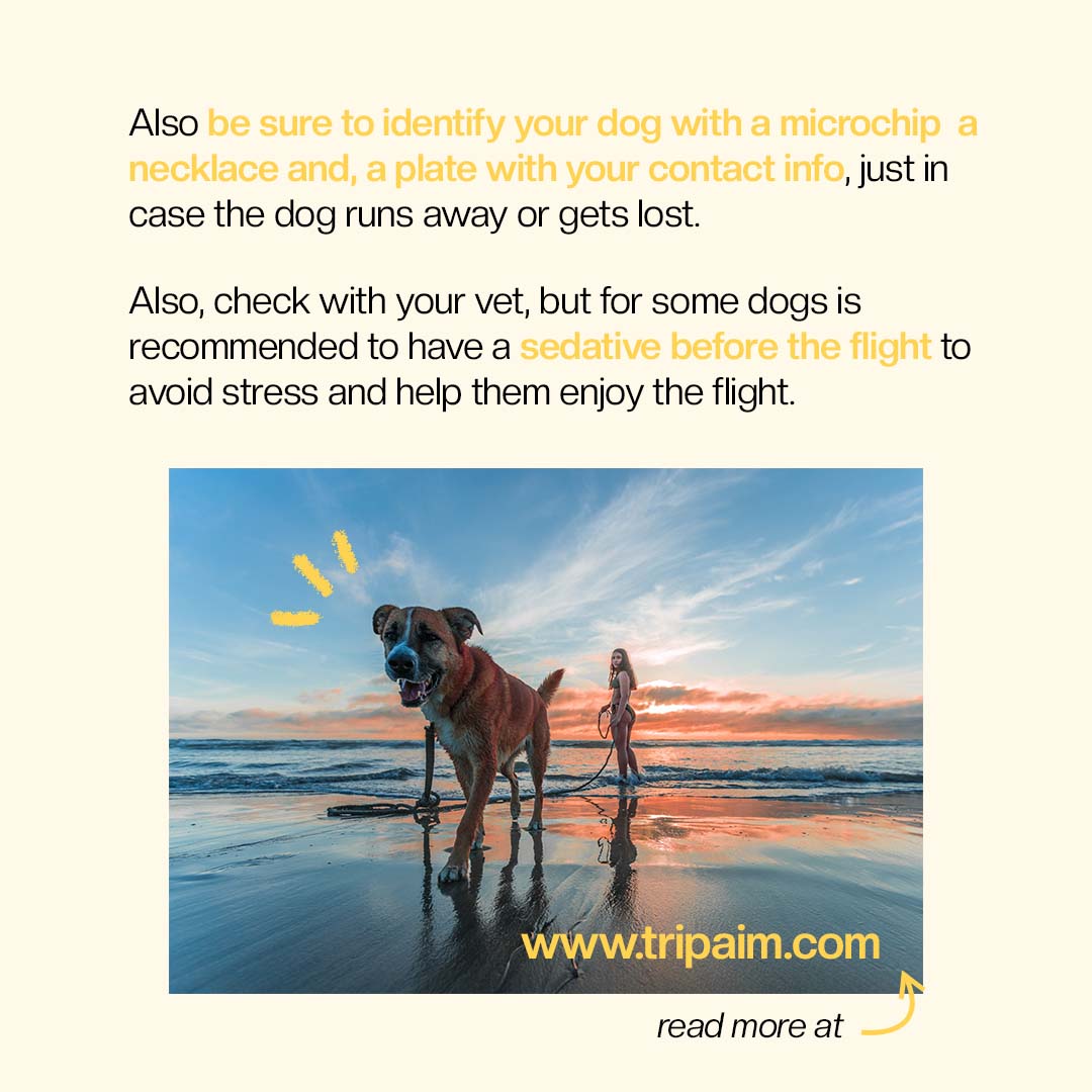 If you have in mind traveling with your dog, and you are thinking about going by plane, there are a few things you must have in mind and prepare before the trip! 🐶✈️

#traveldog #travelingwithdog #dogsinplanes #travelerdog #dogtrip