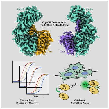 Structure_CP's tweet photo. Team headed by Gregory Tall &amp; Georgios Skiniotis @StanfordMed presents the cryo-EM structures of Ric-8B with with Gα protein folding clients Gaolf and Gas

https://t.co/Tp3V9A6vFb https://t.co/4FtTym0YBz