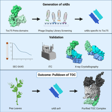 Structure_CP's tweet photo. Team headed by Nicholas Noinaj @PurdueBiolSci &amp; their collaborators developed an innovative method that utilizes synthetic antigen binding fragments to isolate the translocon at the outer membrane of chloroplast (TOC) complex directly from plant biomass

https://t.co/Gv80Zo2o26 https://t.co/j5dYtoCvxl