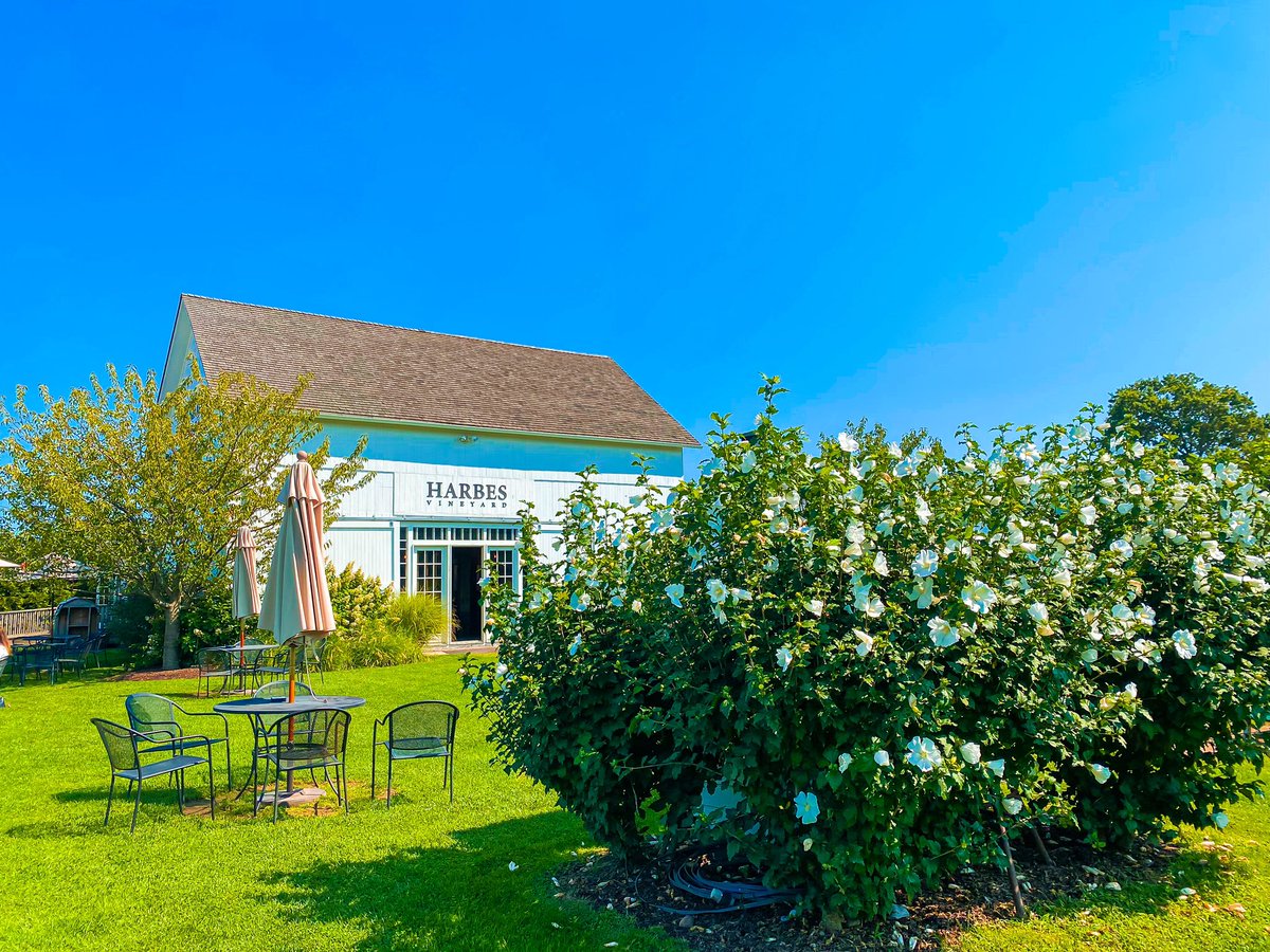 #WineDown at <a href="/HarbesFarm/">Harbes Farm</a> Vineyard 🍃🍷✨ Fun Fact: Did you know it was the North Fork’s first certified sustainable vineyard??👏 #discoverlongisland 
📸: <a href="/BriannaMcEnroe/">video bokep sixy</a> / <a href="/DiscoverLINY/">Discover Long Island</a> 

#longislandtea #longisland #thingstodoonlongisland #longislandwine #liwinecountry