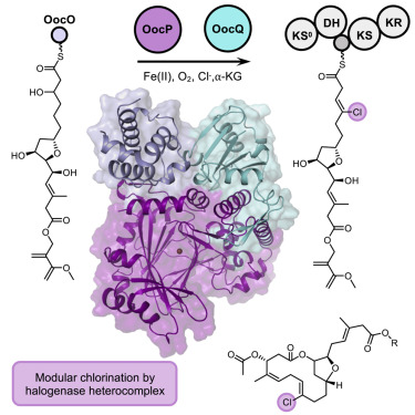 Team @Microbio_ETH headed by Jörn Piel & collaborators show that the heterocomplex of the OocP halogenase and its helper protein OocQ catalyze the radical chlorination of a complex polyketide backbone and present the crystal structure of this complex

doi.org/10.1016/j.str.…