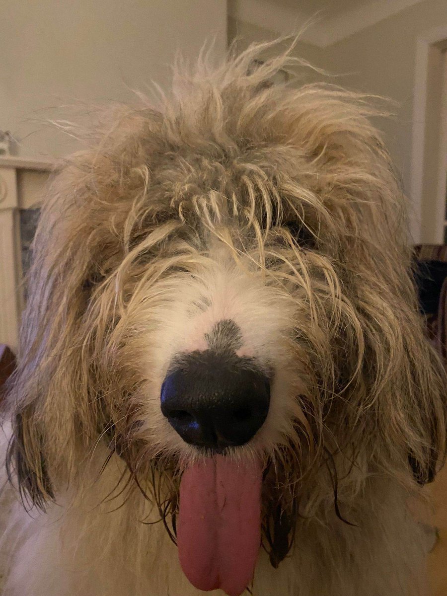 Jaxon is a lovely boy who loves to play in the garden, but he is sound reactive so will bark therefore he needs somewhere thats preferably quieter, and fencing must be solid and 6ft. He's ready to em-bark on his new life journey with that special someone. <a href="/LivEchonews/">Liverpool Echo</a> #Liverpool