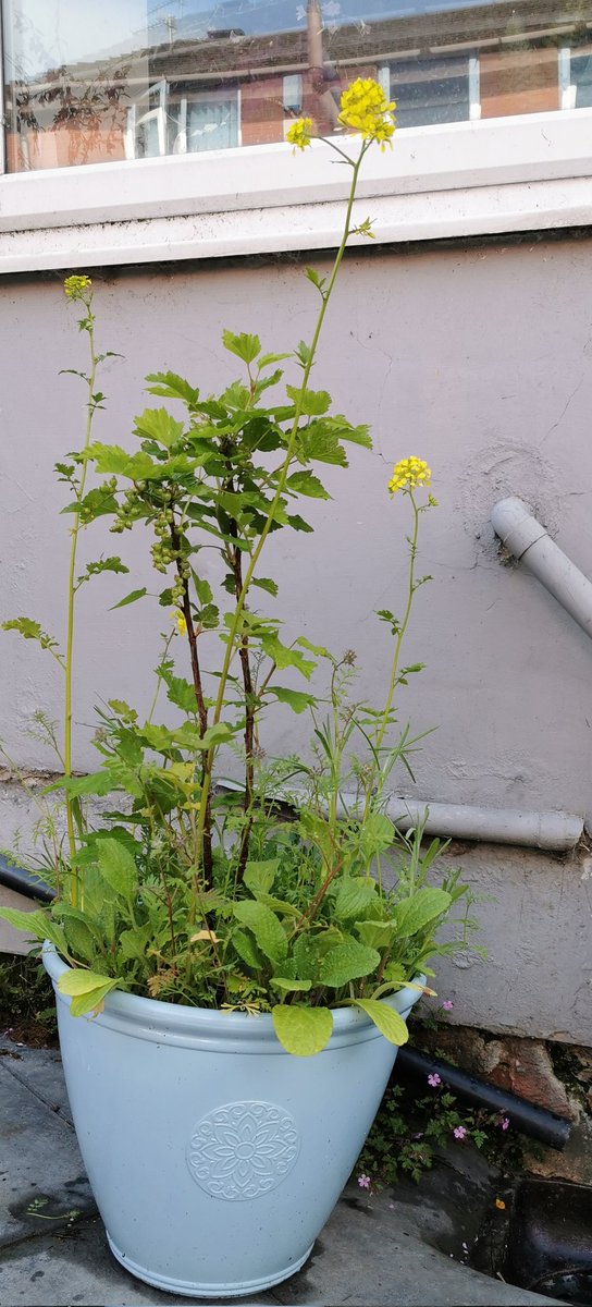 My #wildflower and redcurrant pot has gone... Well... Wild 👀