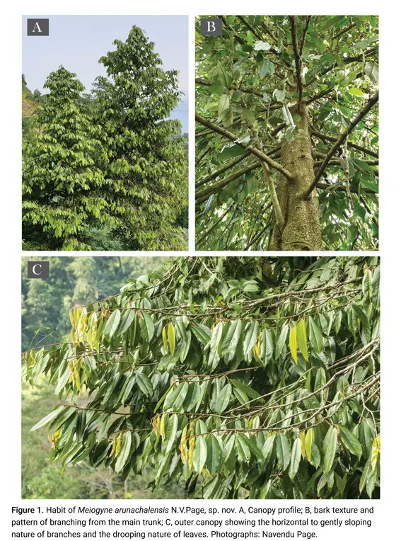 Meiogyne arunachalensis, a species of #tree described by researchers as new to science, has been discovered in #ArunachalPradesh.
